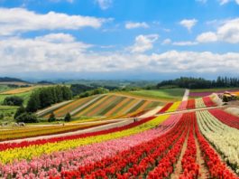 Hokkaido: A Lover’s Paradise