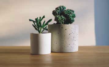Reasons to add indoor plants for a fitter you indoor plants