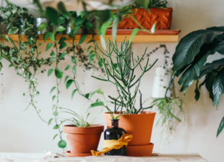 House plants to reduce humidity this summer