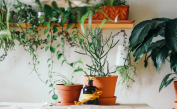 House plants to reduce humidity this summer