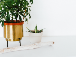 Things to check before buying indoor plants for home indoor plants