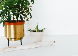 Things to check before buying indoor plants for home indoor plants