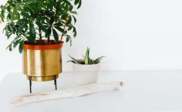 Things to check before buying indoor plants for home indoor plants
