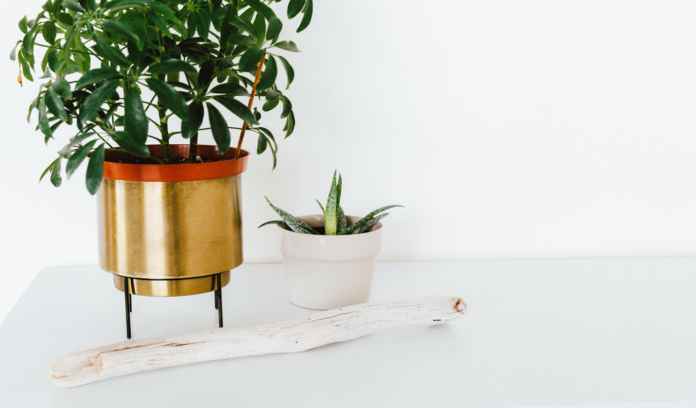 Wedding Affair indoor plants