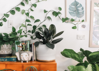 Best houseplants to have in your house plants