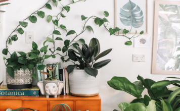 Best houseplants to have in your house plants