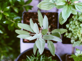 Guide to start a kitchen garden at your home garden