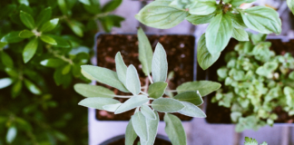 Guide to start a kitchen garden at your home garden