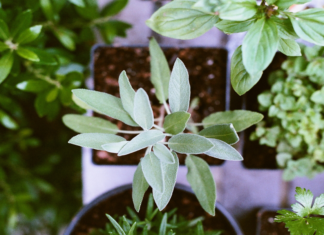 Guide to start a kitchen garden at your home garden