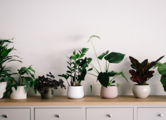 Here are some plants to help reduce humidity