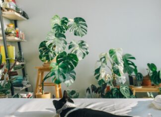 Perfect ways to induce fresh air in your living space