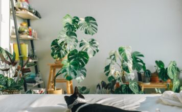 Perfect ways to induce fresh air in your living space