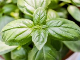 Count on basil!: a few benefits of Basil leaves basil