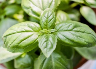 Count on basil!: a few benefits of Basil leaves basil