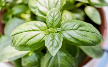 Count on basil!: a few benefits of Basil leaves basil
