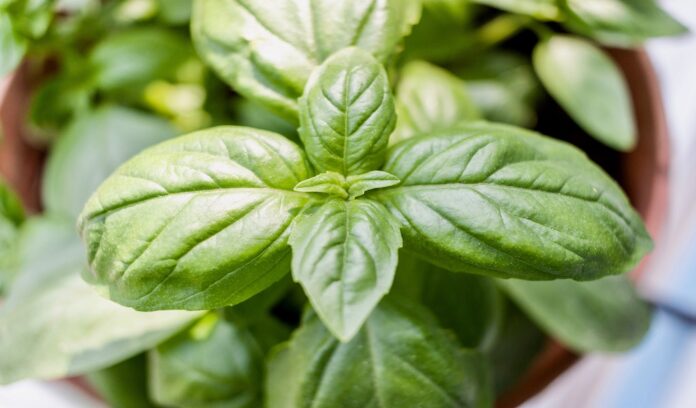 wedding affair basil