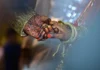Unveiling Wedding Traditions: Cultural Ceremonies From Various Parts of India Unveiling Wedding Ceremonies - Wedding Affair